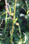 Image of rayless ragwort