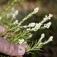 Image of Phylica rigidifolia Sond.