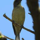 Image of Streaky-headed Seedeater