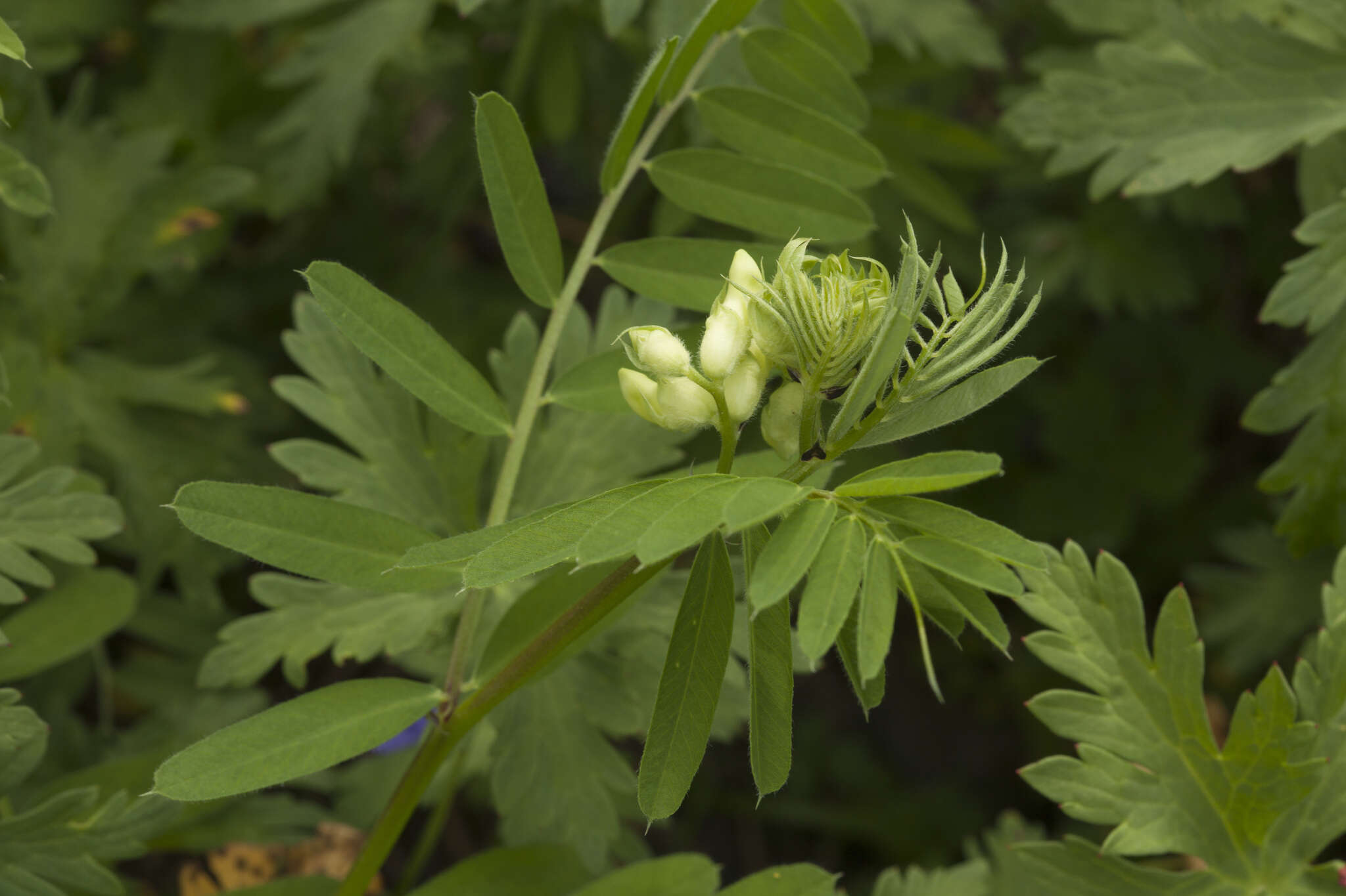 Image of Vicia balansae Boiss.