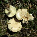 Image of Russula exalbicans (Pers.) Melzer & Zvára 1927