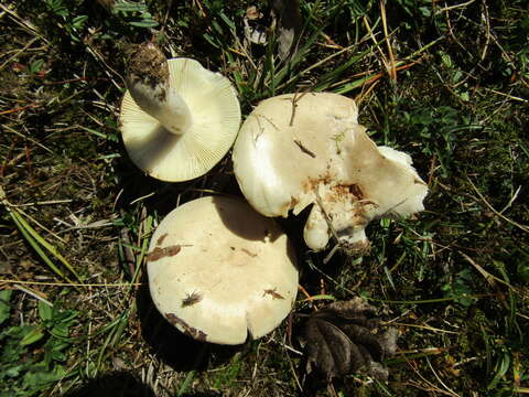 Image of Russula exalbicans (Pers.) Melzer & Zvára 1927