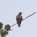 Image of Cinnamon-headed Green Pigeon