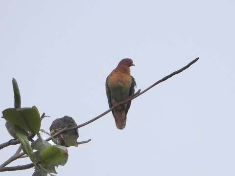 Image of Cinnamon-headed Green Pigeon