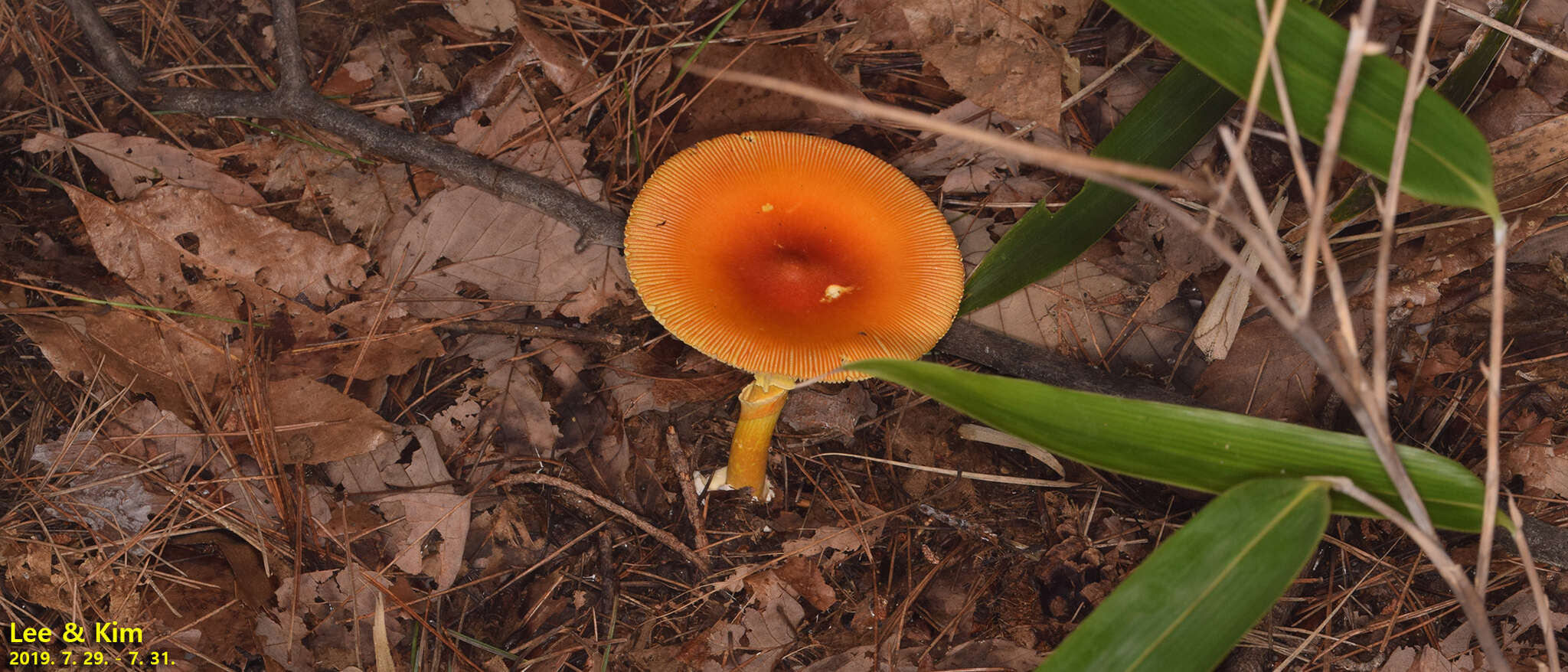 Image of Amanita hemibapha (Berk. & Broome) Sacc. 1887