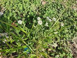 Plancia ëd Lobularia maritima subsp. maritima