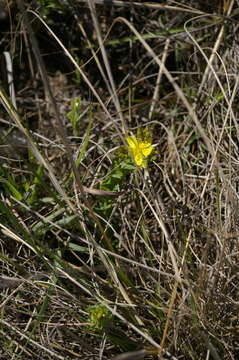 Image of Hypericum aethiopicum Thunb.