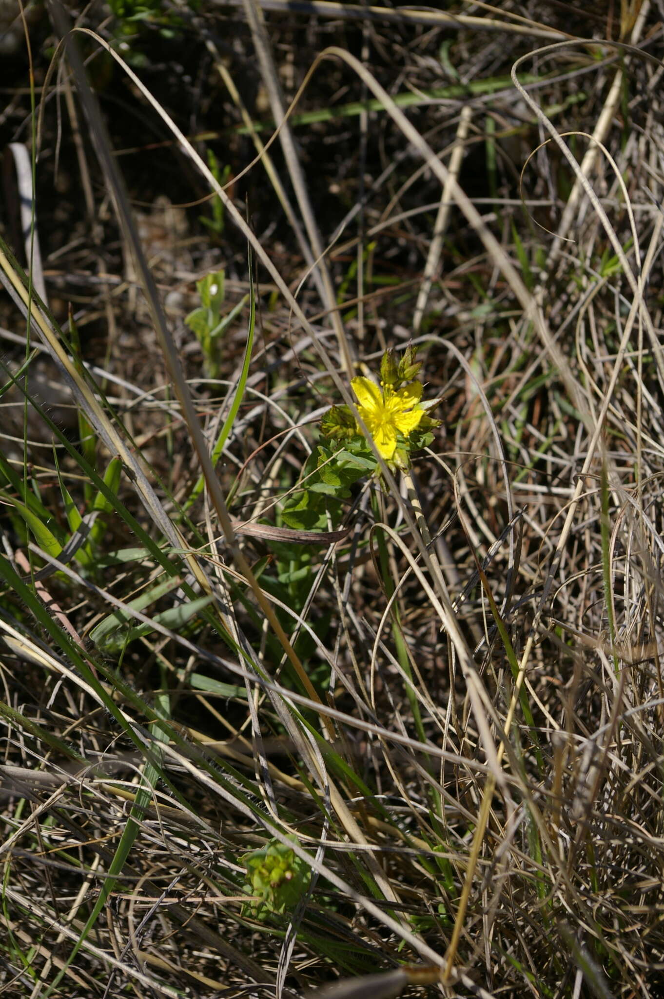 Imagem de Hypericum aethiopicum Thunb.