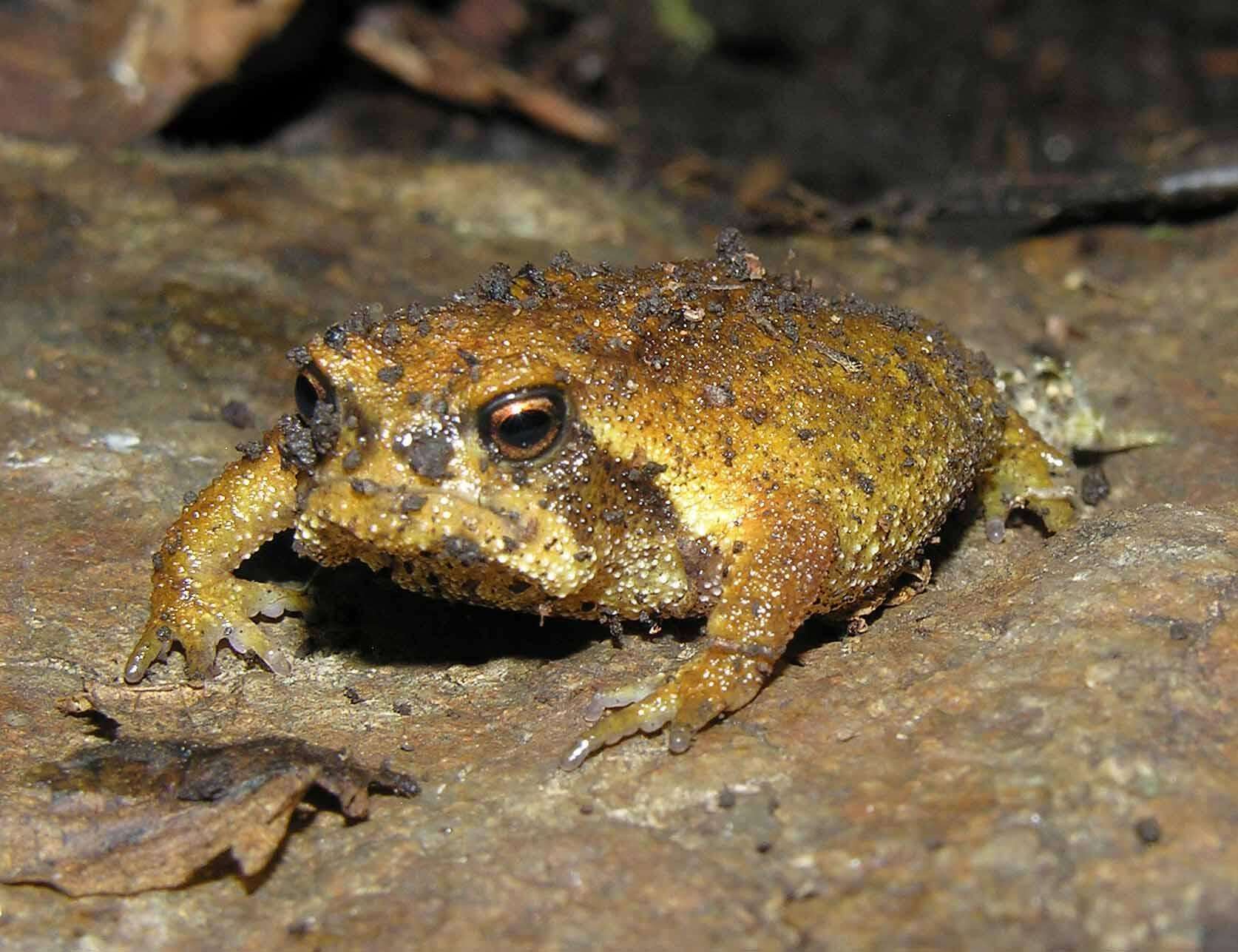 Image of Breviceps sylvestris sylvestris