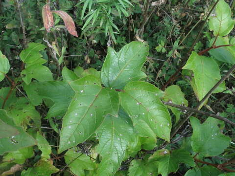 Image of Sargent's Viburnum