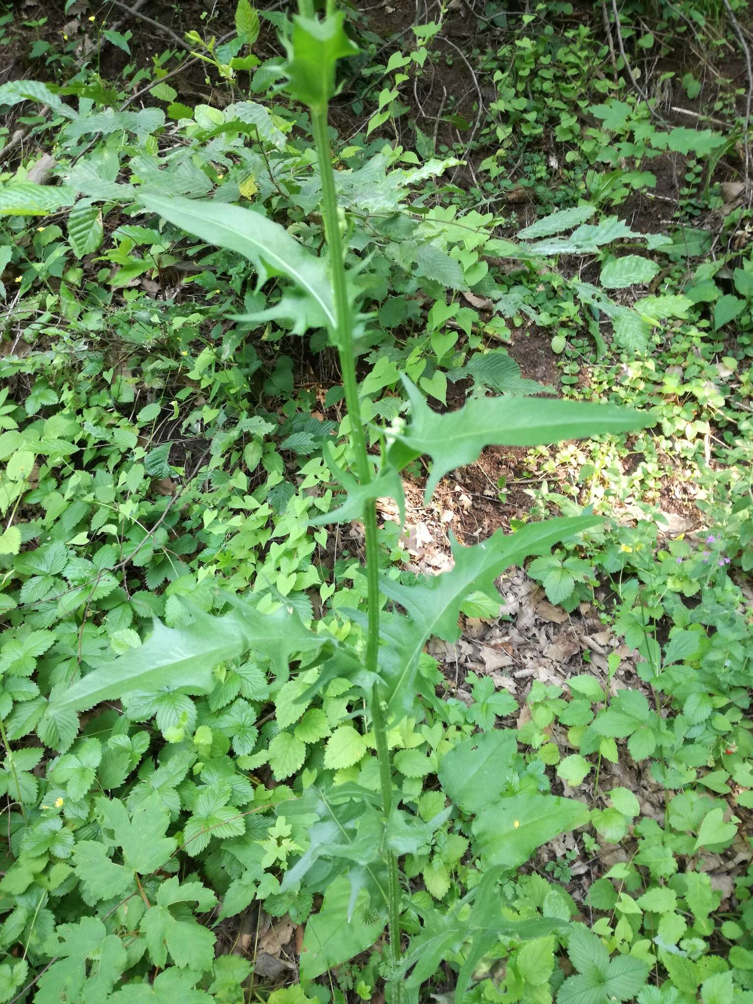 Image of rough hawksbeard