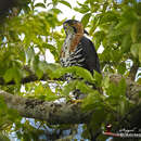 Spizaetus ornatus (Daudin 1800) resmi