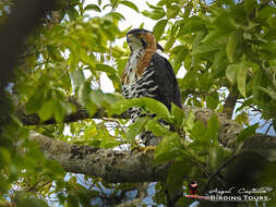 Spizaetus ornatus (Daudin 1800) resmi