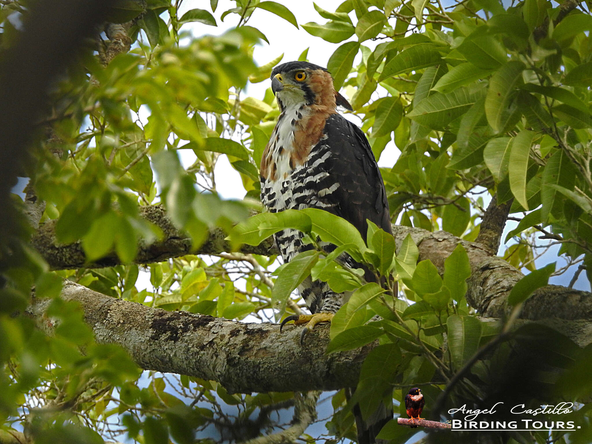 Spizaetus ornatus (Daudin 1800) resmi