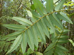Image of Brunellia comocladifolia subsp. cubensis Cuatrec.