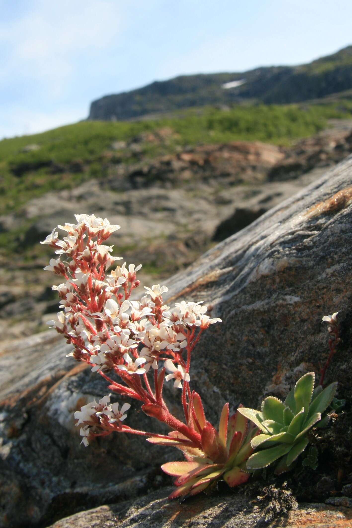 Imagem de Saxifraga cotyledon L.