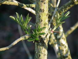 Imagem de Sambucus nigra L.