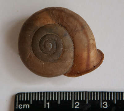 Image of <i>Chilostoma planospira</i>