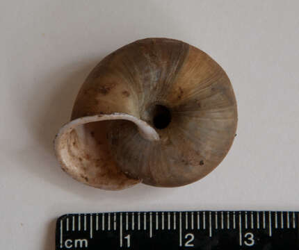 Image of <i>Chilostoma planospira</i>