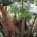 صورة Gunnera brephogea Linden & Andre