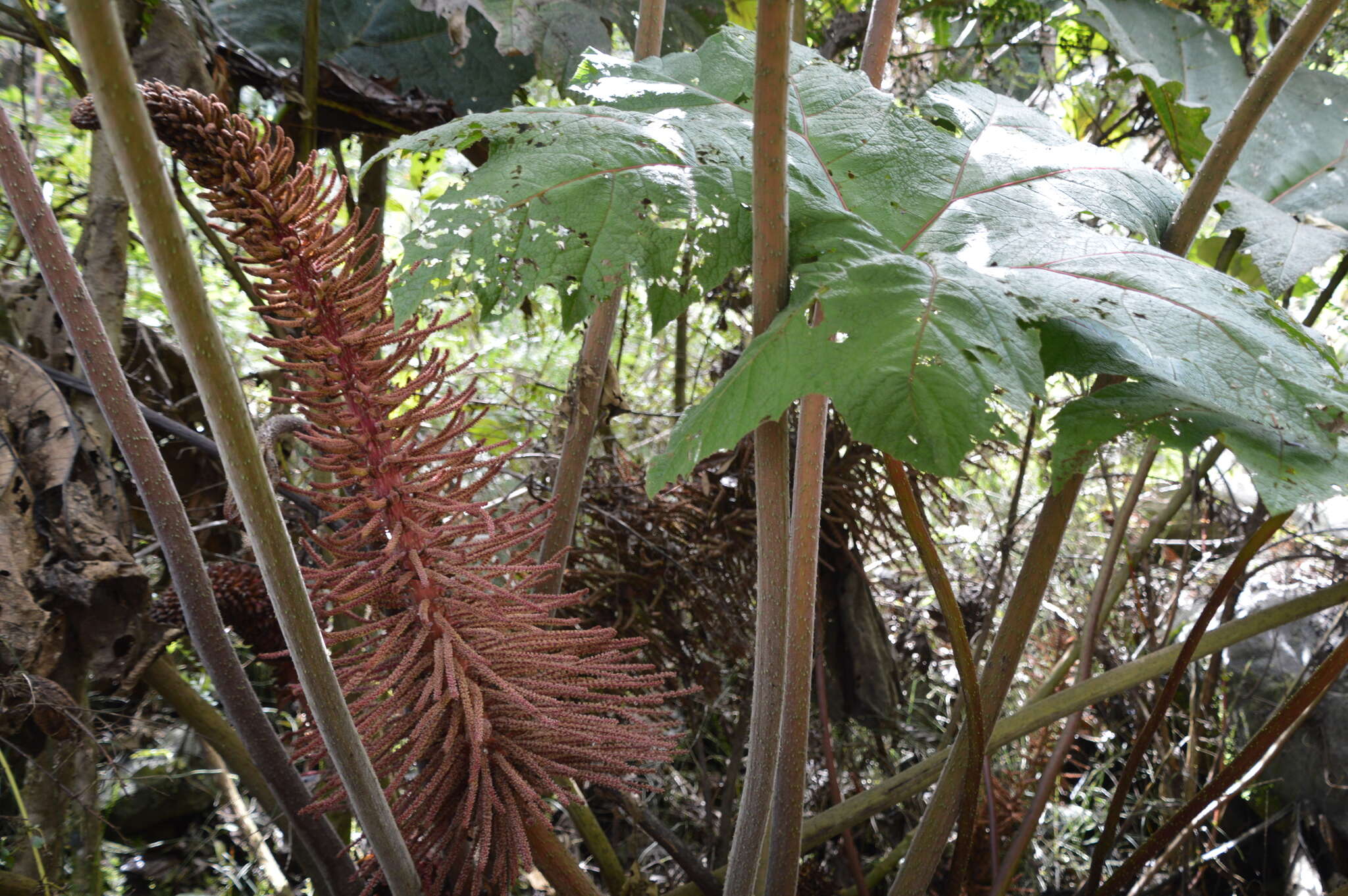 صورة Gunnera brephogea Linden & Andre