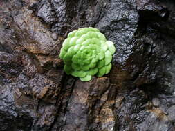 Image of Aeonium tabuliforme