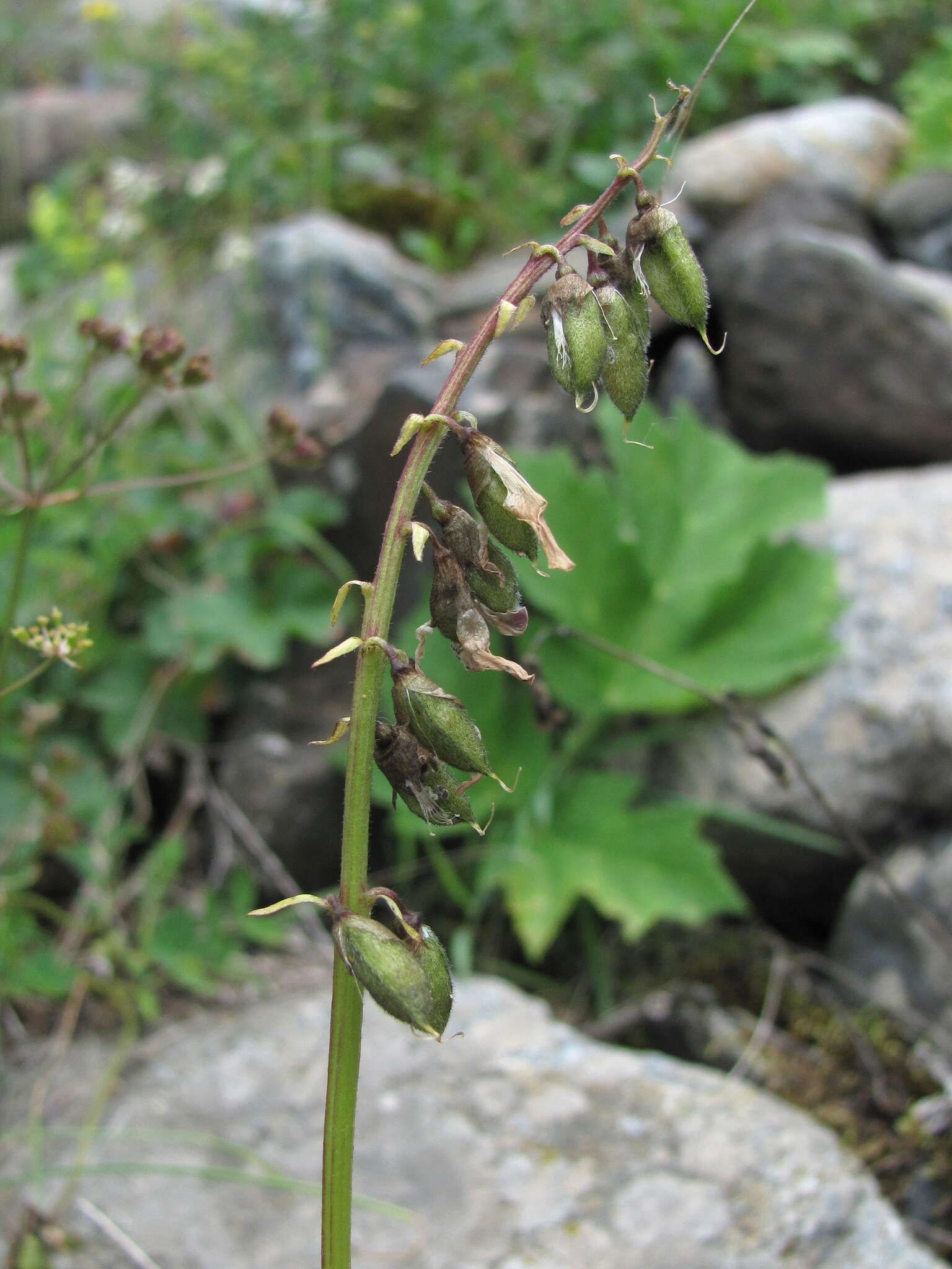 Image de Oxytropis albana Steven