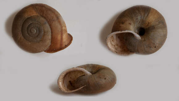 Image of <i>Chilostoma planospira</i>