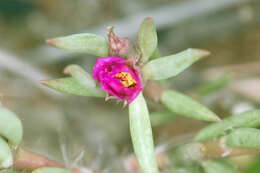 Image of Portulaca kermesina N. E. Brown