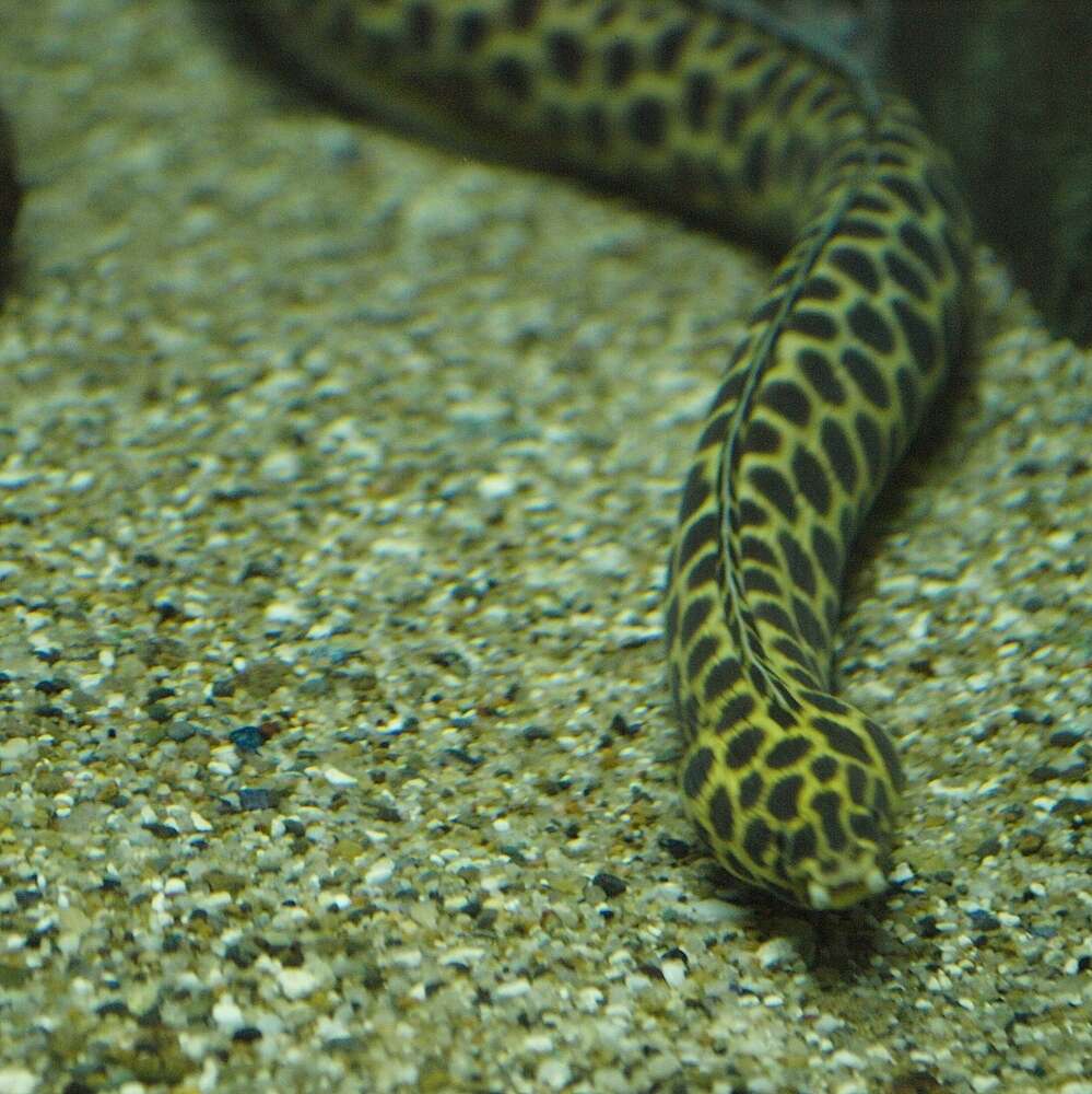 Image of Spotted snake eel