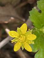 Image of Appalachian barren strawberry