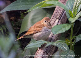 Image of Catharus fuscescens salicicola (Ridgway 1882)