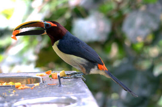 Image of toucans