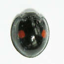 Image of Twice-stabbed Lady Beetle