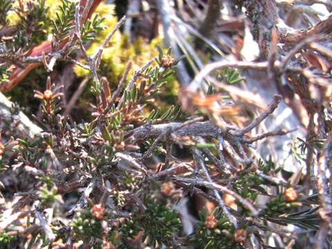 Image of broom crowberry