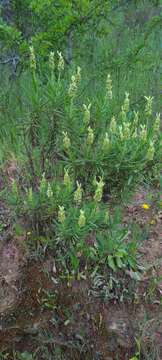 Image of Lavandula viridis L'Hér.