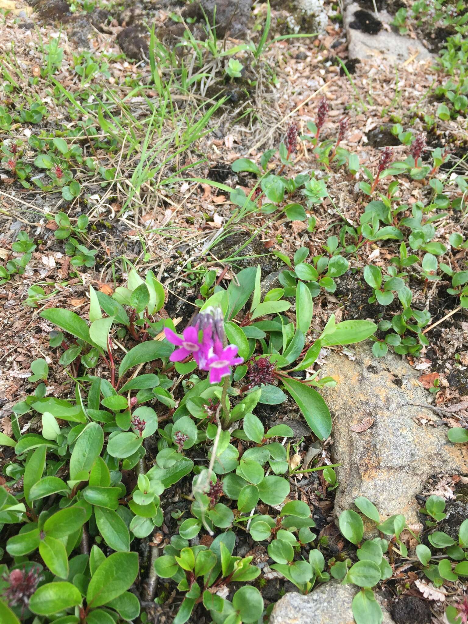 Primula tschuktschorum Kjellm. resmi