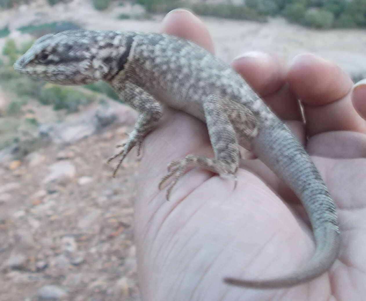 Image of Tropidurus azurduyae Carvalho, Rivas, Céspedes & Rodrigues 2018