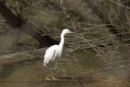 Image of Little Egret