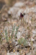 Plancia ëd Linaria tristis (L.) Mill.