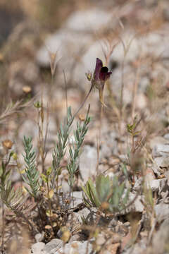 Image of Linaria tristis (L.) Mill.