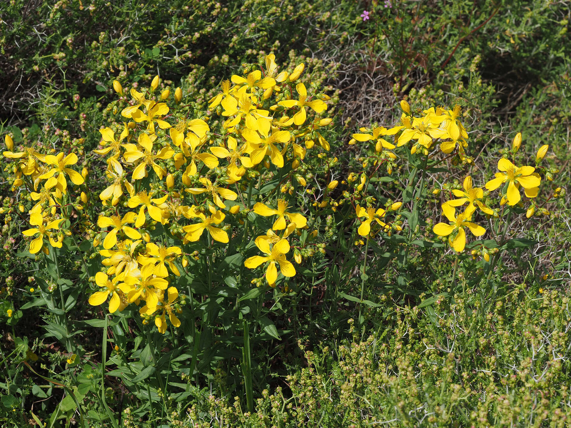 صورة Hypericum perfoliatum L.