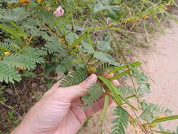 Image of partridge pea