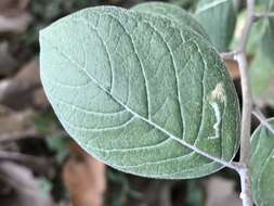 Eremosis foliosa (Benth.) Gleason resmi