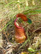 Image of Nepenthes philippinensis Macfarl.