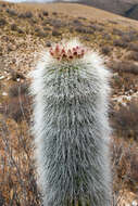 Imagem de Echinopsis tarijensis (Vaupel) H. Friedrich & G. D. Rowley