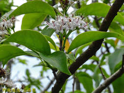 Image of Ehretia longiflora Champion ex Benth.