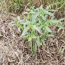 Image of <i>Physalis <i>longifolia</i></i> var. longifolia