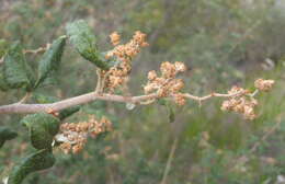 Image of Searsia incisa (L. fil.) F. A. Barkley