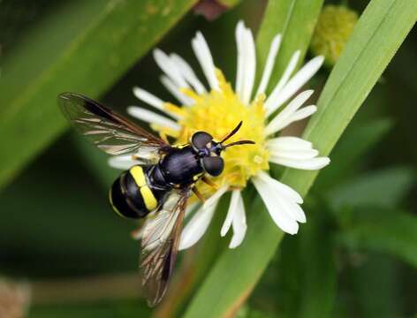 Imagem de Chrysotoxum bicincta (Linnaeus 1758)